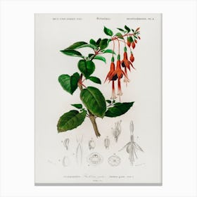 Hummingbird Fuchsia (Fuchsia Gracilis), Charles Dessalines D' Orbigny Canvas Print