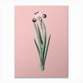Vintage Harlequin Blueflag Botanical on Soft Pink n.0121 Canvas Print