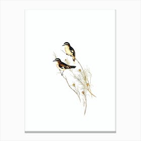 Vintage White Eyebrowed Robin Bird Illustration on Pure White Canvas Print