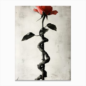 Rose In A Spiral Canvas Print