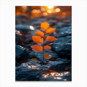 Autumn Leaves On Rocks Canvas Print