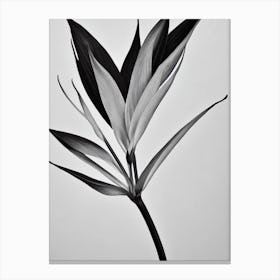 Bird Of Paradise B&W Pencil 3 Flower Canvas Print