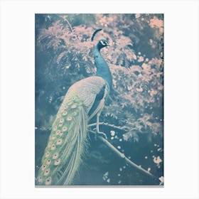 Vintage Peacock In A Tree Cyanotype Inspired Turquoise Canvas Print