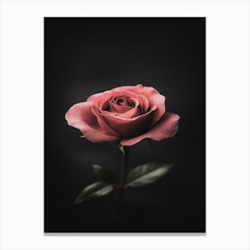 Single Rose On Black Background 15 Canvas Print