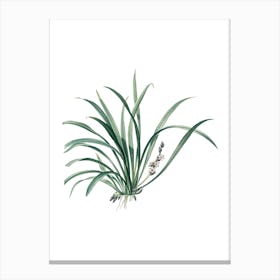 Vintage Sansevieria Carnea Botanical Illustration on Pure White n.0800 Canvas Print