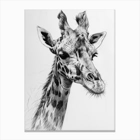 Giraffe Grey Pencil Drawing 3 Canvas Print