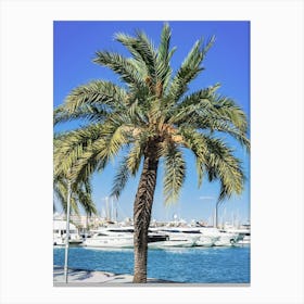 Palma de Mallorca Palm Tree In Front Of Marina Canvas Print
