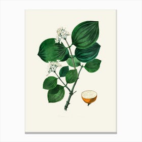 Vintage Botanical John Stephenson and James Morss Churchill Art Print_2731687 Canvas Print