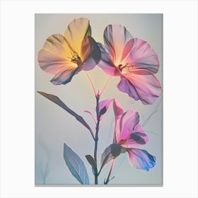 Iridescent Flower Evening Primrose 2 Canvas Print