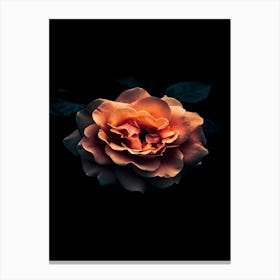 Dark Rose 25 Canvas Print