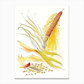 Corn Silk Spices And Herbs Pencil Illustration 4 Canvas Print
