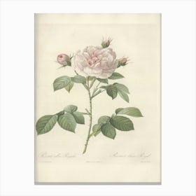 Rose Illustration, Pierre Joseph Redoute(101) Canvas Print