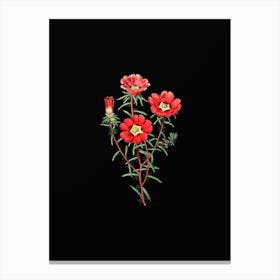 Vintage Portulaca Splendens Flower Branch Botanical Illustration on Solid Black n.0438 Canvas Print