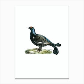 Vintage Black Grouse Bird Illustration on Pure White 2 Canvas Print