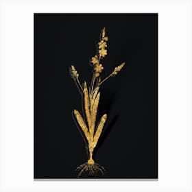 Vintage Ixia Scillaris Botanical in Gold on Black n.0153 Canvas Print