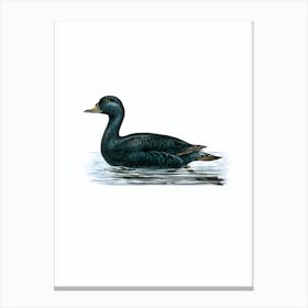 Vintage Common Eider Duck Illustration on Pure White n.0202 Canvas Print