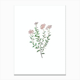 Vintage Dr. Gills Selago Flower Botanical Illustration on Pure White n.0094 Canvas Print