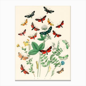 Butterflies And Plants Canvas Print