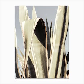 Cactus Plant_2191205 Canvas Print