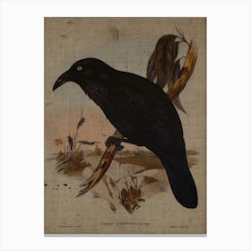 Crow Canvas Print