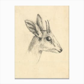 Antelope Head, Luigi Balugani Canvas Print