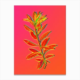 Neon Rhodora Botanical in Hot Pink and Electric Blue n.0325 Canvas Print