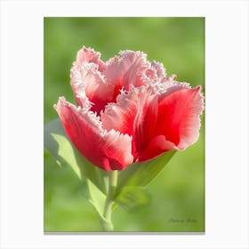 Red Tulip Canvas Print