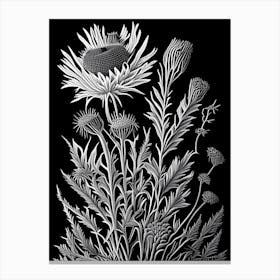 Thistle Wildflower Linocut 1 Canvas Print
