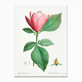 Lily Magnolia, Pierre Joseph Redoute Canvas Print