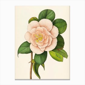Camellia Vintage Botanical 2 Flower Canvas Print