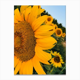 Sunflowers In The Field Canvas Print