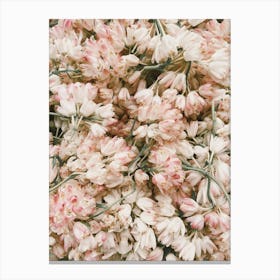 Pink And White Tulips Canvas Print