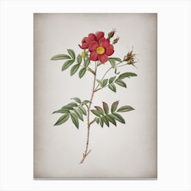 Vintage Rosa Redutea Glauca Botanical on Parchment n.0798 Canvas Print