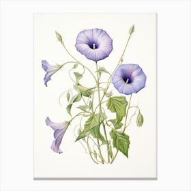 Morning Glories Flower Vintage Botanical 3 Canvas Print