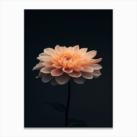 Dahlia 26 Canvas Print