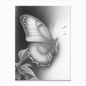 Brimstone Butterfly Greyscale Sketch 1 Canvas Print