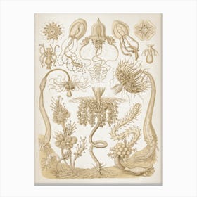 Vintage Haeckel 6 Tafel 6 Röhrenpolypen Canvas Print