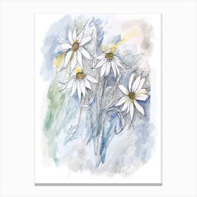 Daisies Canvas Print