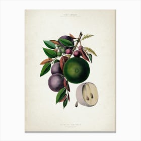 Vintage Denisse 4 Caimito Pomifera Canvas Print