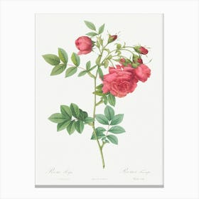 Turnip Roses, Pierre Joseph Redoute Canvas Print