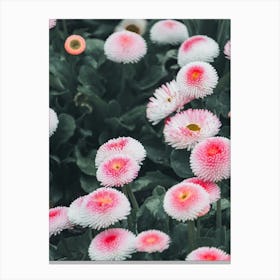 Bellis Pink Flower Canvas Print