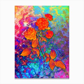 Red Cabbage Rose in Bloom Botanical in Acid Neon Pink Green and Blue Canvas Print