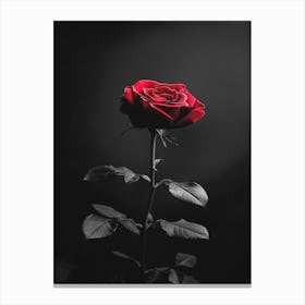 Black And Red Rose 1 Canvas Print