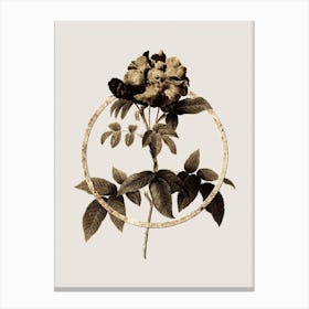 Gold Ring Provins Rose Glitter Botanical Illustration n.0208 Canvas Print