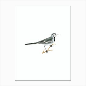 Vintage Pied Wagtail Bird Illustration on Pure White n.0049 Canvas Print