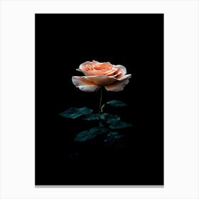 Single Rose On A Black Background 1 Canvas Print