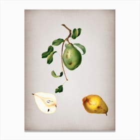 Vintage Pear Botanical on Parchment n.0446 Canvas Print