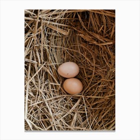 Two Eggs In A Nest 1 Canvas Print