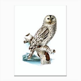 Vintage Ural Owl Bird Illustration on Pure White n.0089 Canvas Print