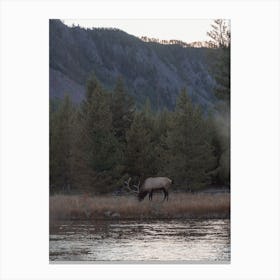 Elk Grazing Near Creek Canvas Print